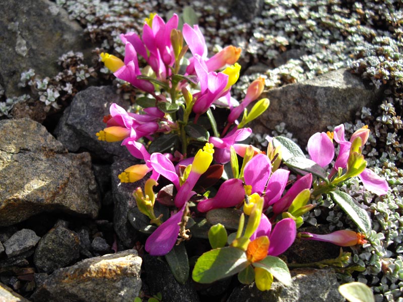 Polygala chamaebuxus 'Grandiflora' (Loidl) photo